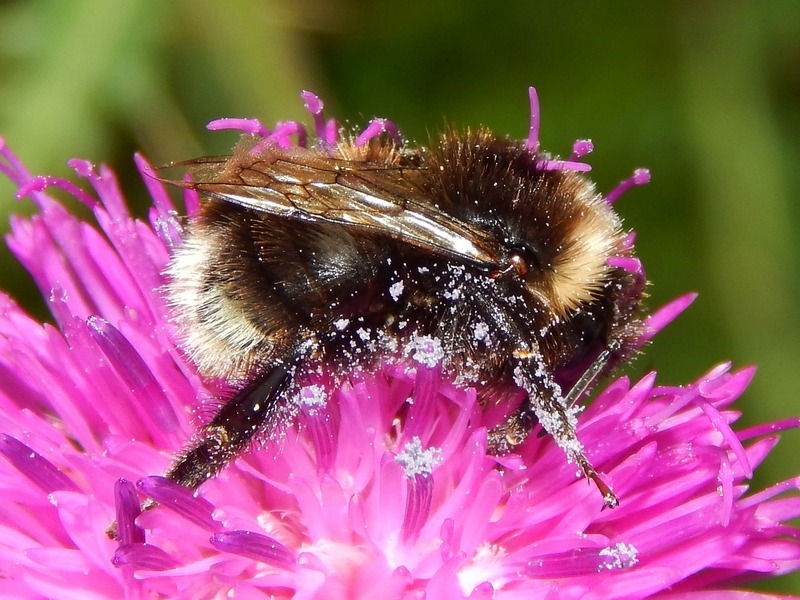 Bombus sp.